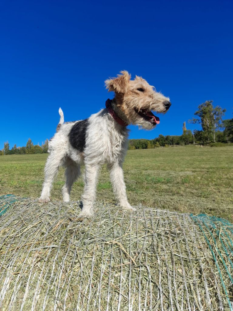 Taini winey des Jumpers D'aliénor