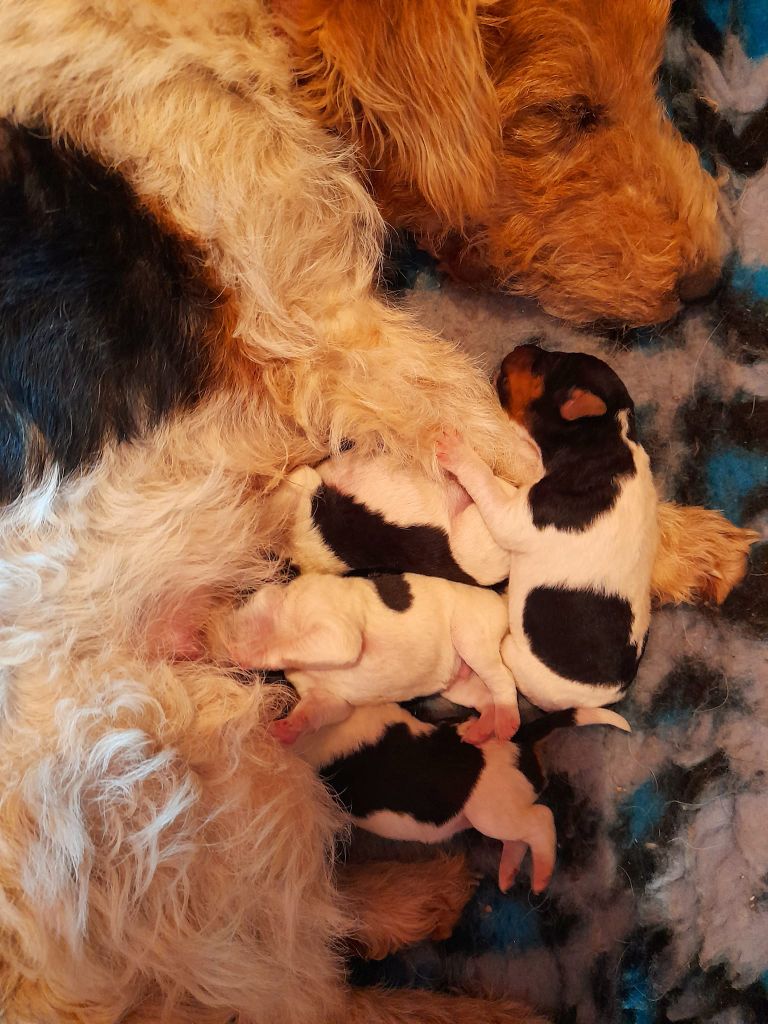 chiot Fox Terrier Poil Dur Du Domaine De Felis Harmonie