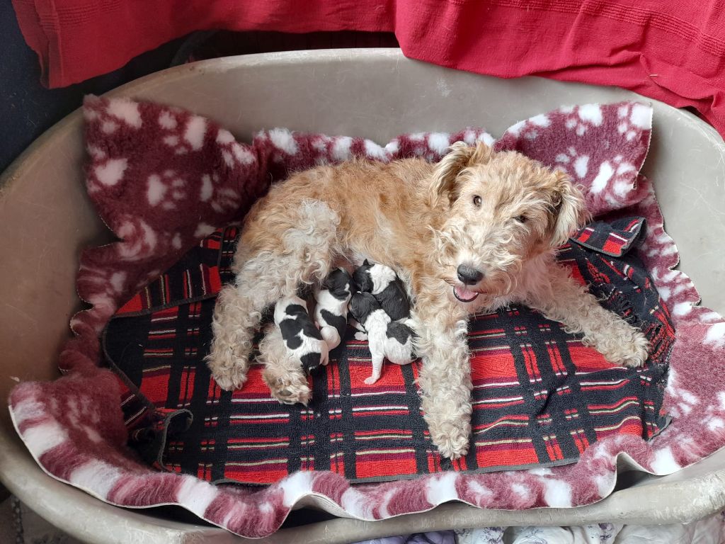 chiot Fox Terrier Poil Dur Du Domaine De Felis Harmonie