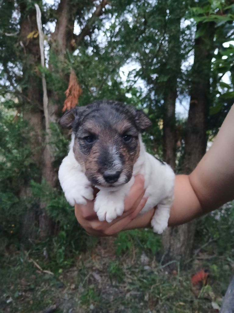 Du Domaine De Felis Harmonie - Chiots disponibles - Fox Terrier Poil Dur