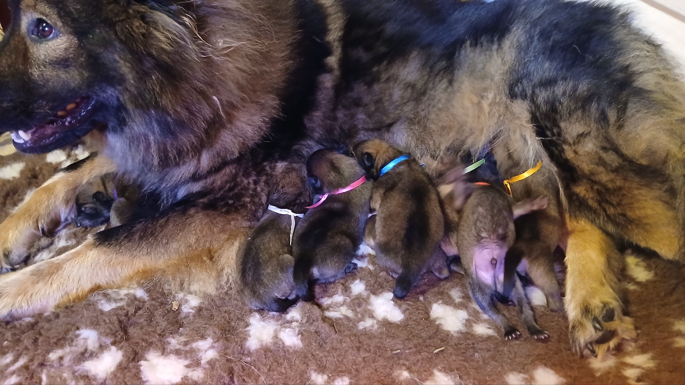 Chiot Eurasier Du Domaine De Felis Harmonie