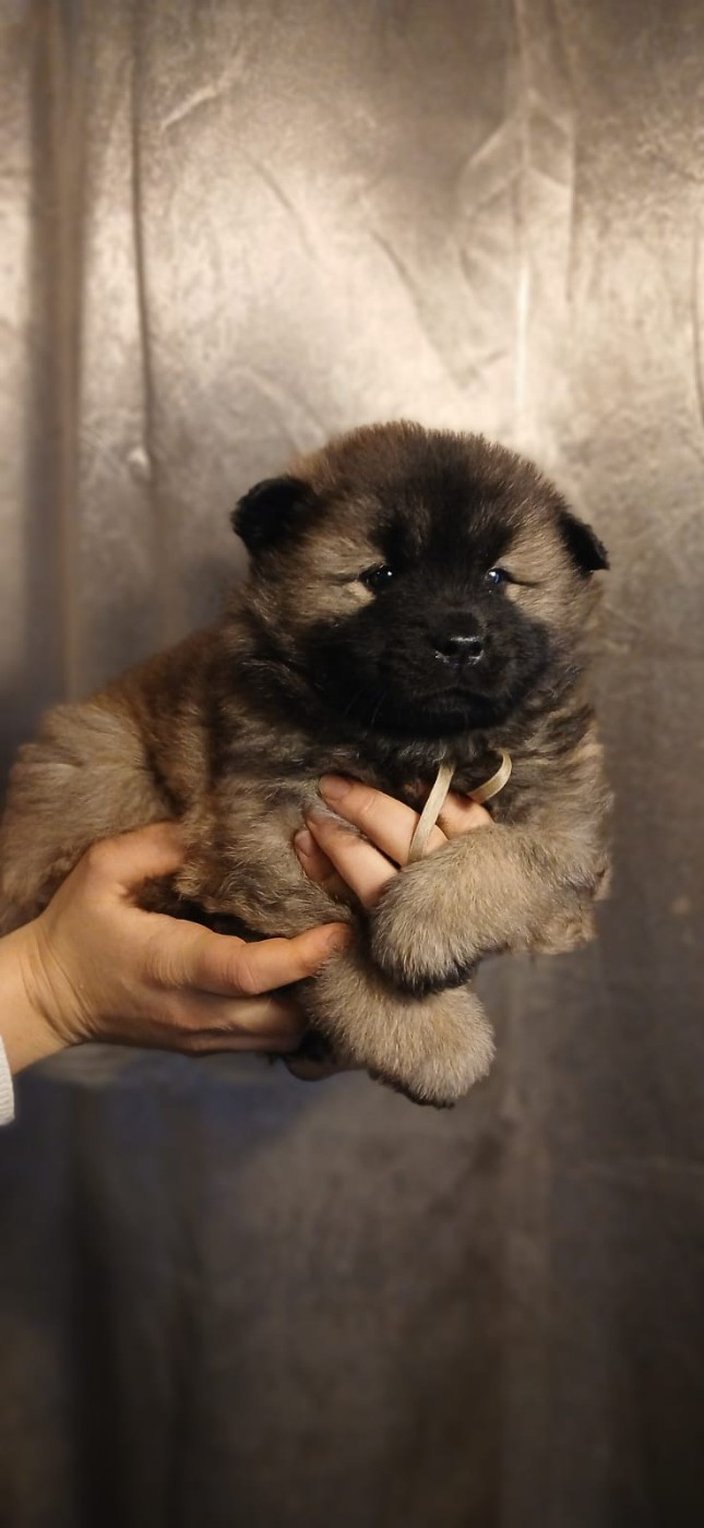 Du Domaine De Felis Harmonie - Chiots disponibles - Eurasier