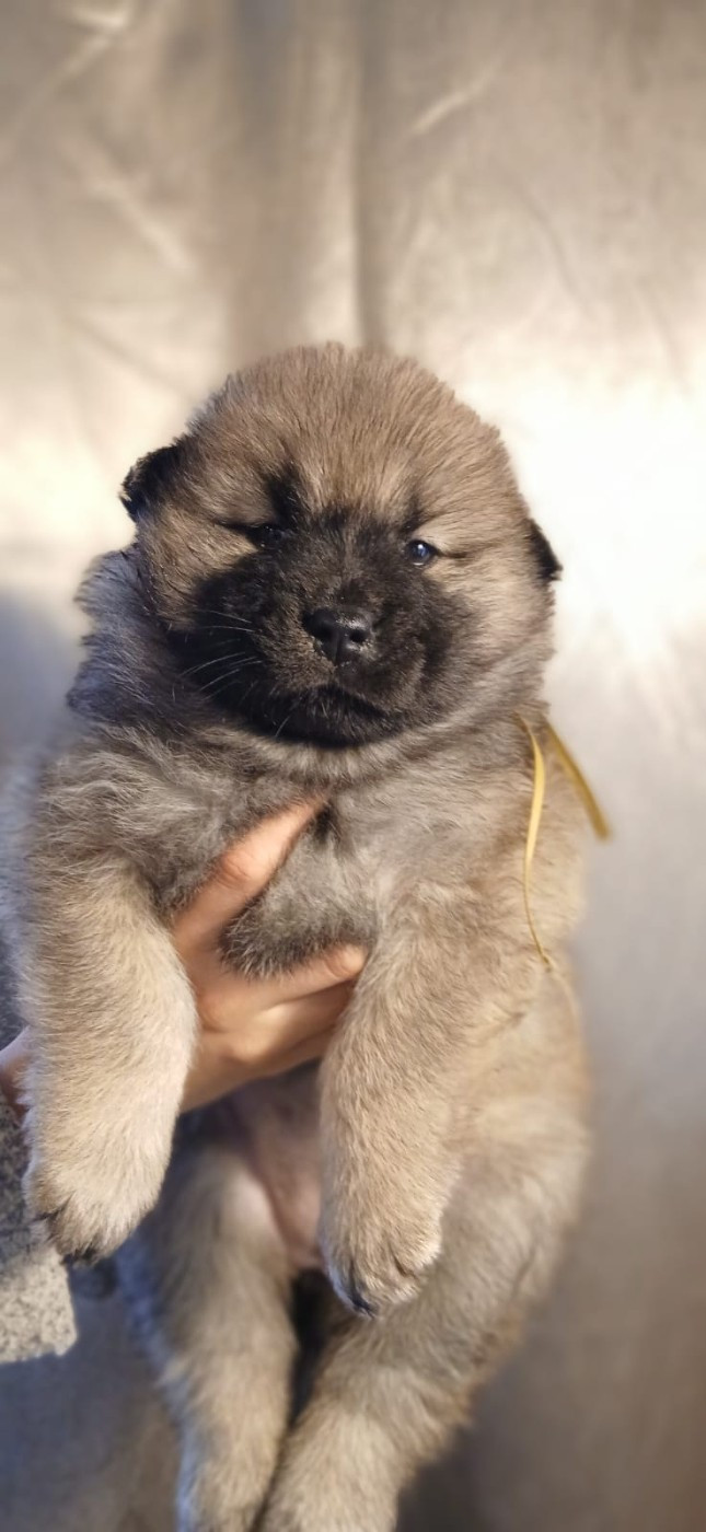 Du Domaine De Felis Harmonie - Chiots disponibles - Eurasier