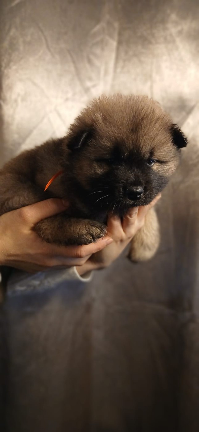 Du Domaine De Felis Harmonie - Chiots disponibles - Eurasier