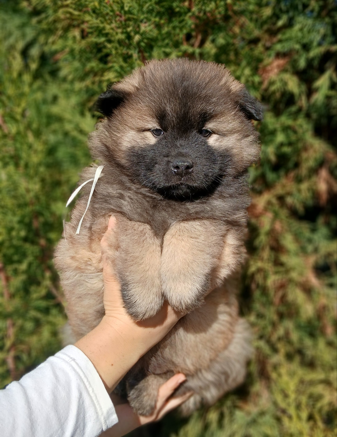 Du Domaine De Felis Harmonie - Chiots disponibles - Eurasier