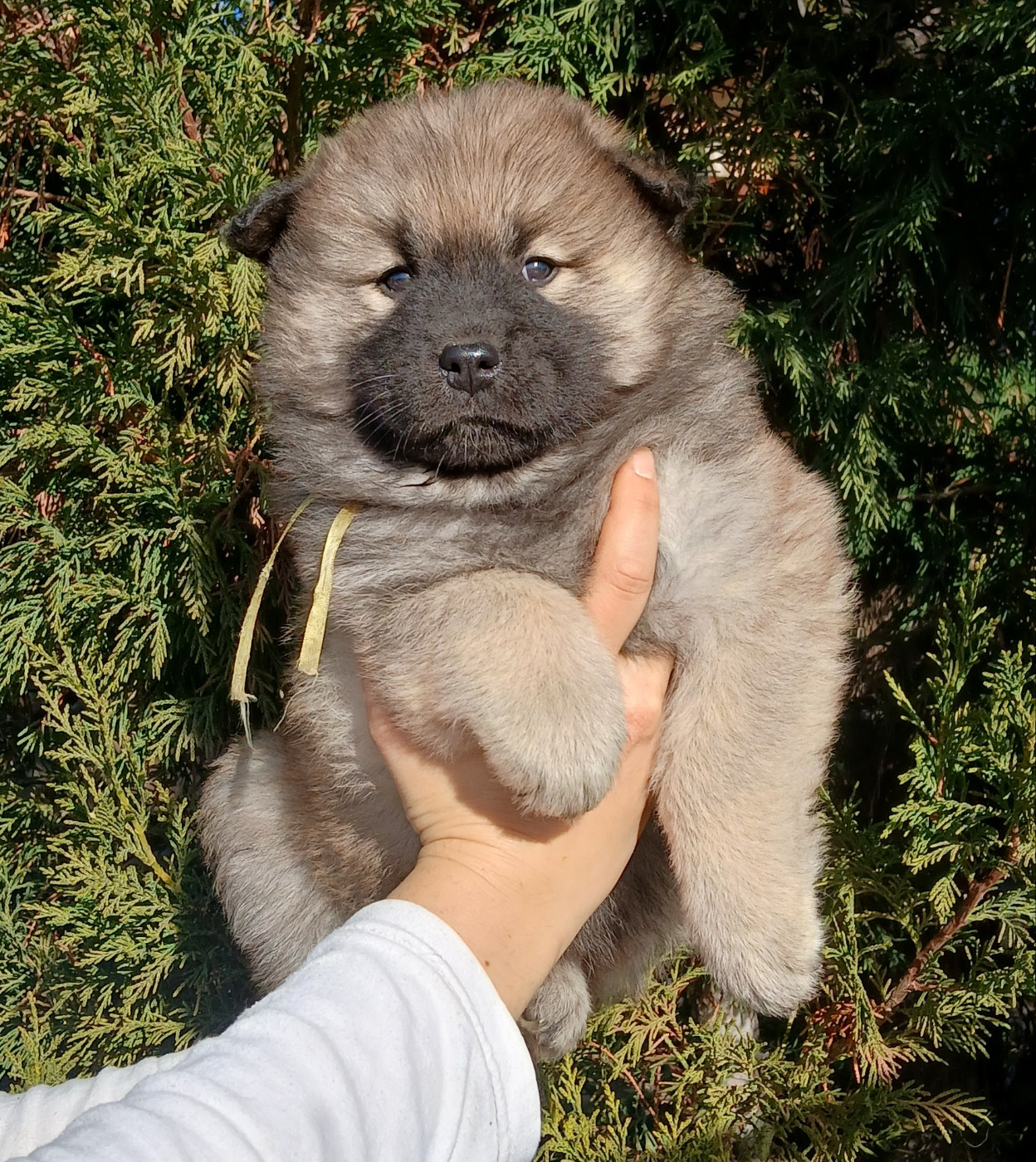 Du Domaine De Felis Harmonie - Chiots disponibles - Eurasier