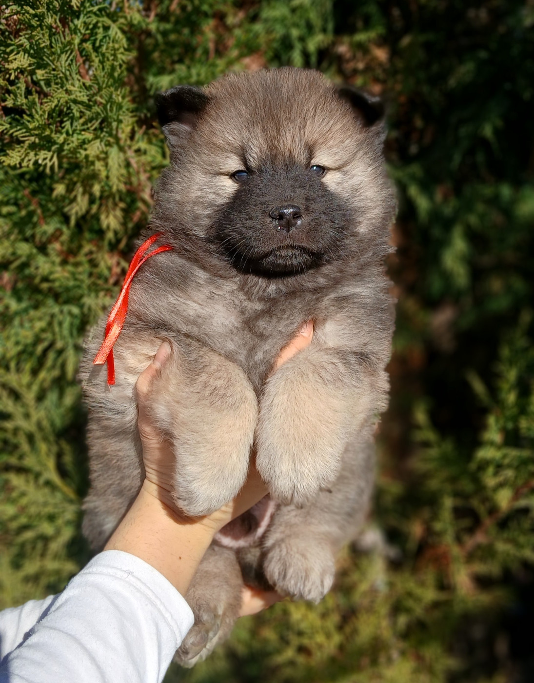 Du Domaine De Felis Harmonie - Chiots disponibles - Eurasier