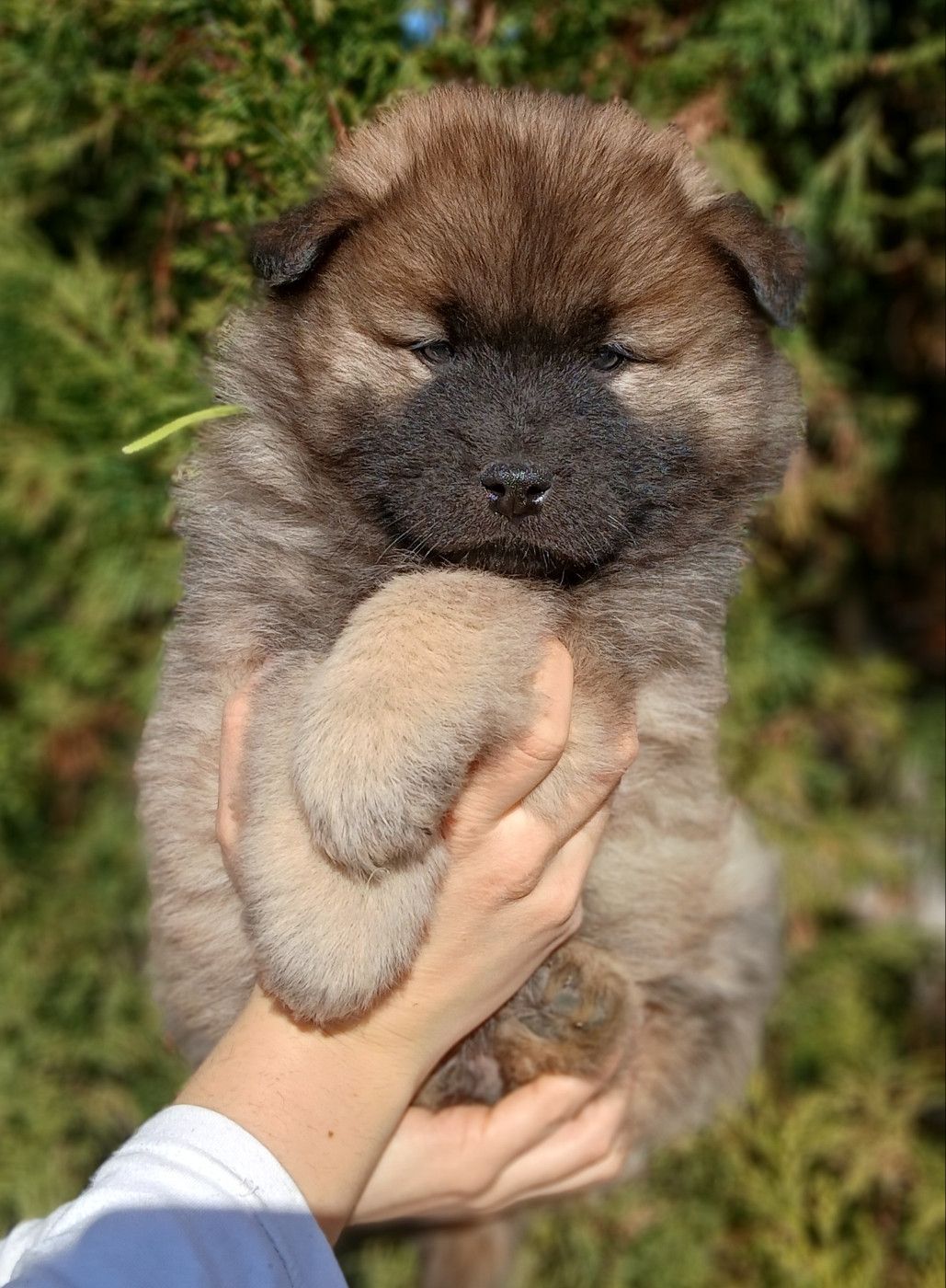 Du Domaine De Felis Harmonie - Chiots disponibles - Eurasier
