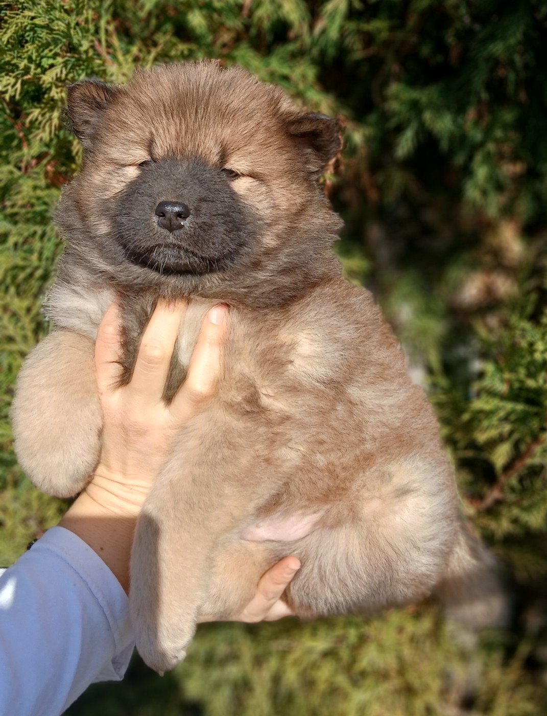Du Domaine De Felis Harmonie - Chiots disponibles - Eurasier