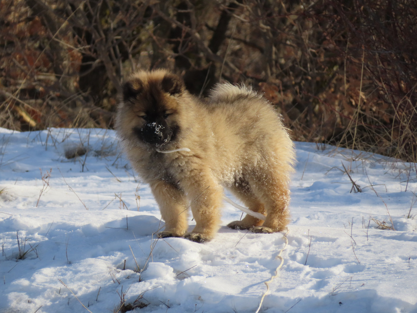 Du Domaine De Felis Harmonie - Chiots disponibles - Eurasier
