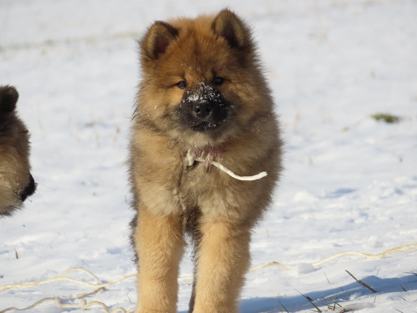 Du Domaine De Felis Harmonie - Chiots disponibles - Eurasier