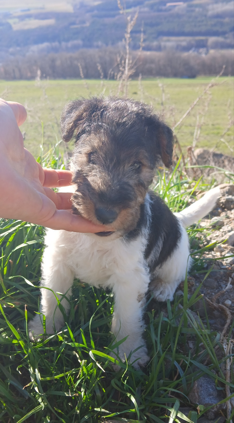 Du Domaine De Felis Harmonie - Chiots disponibles - Fox Terrier Poil Dur