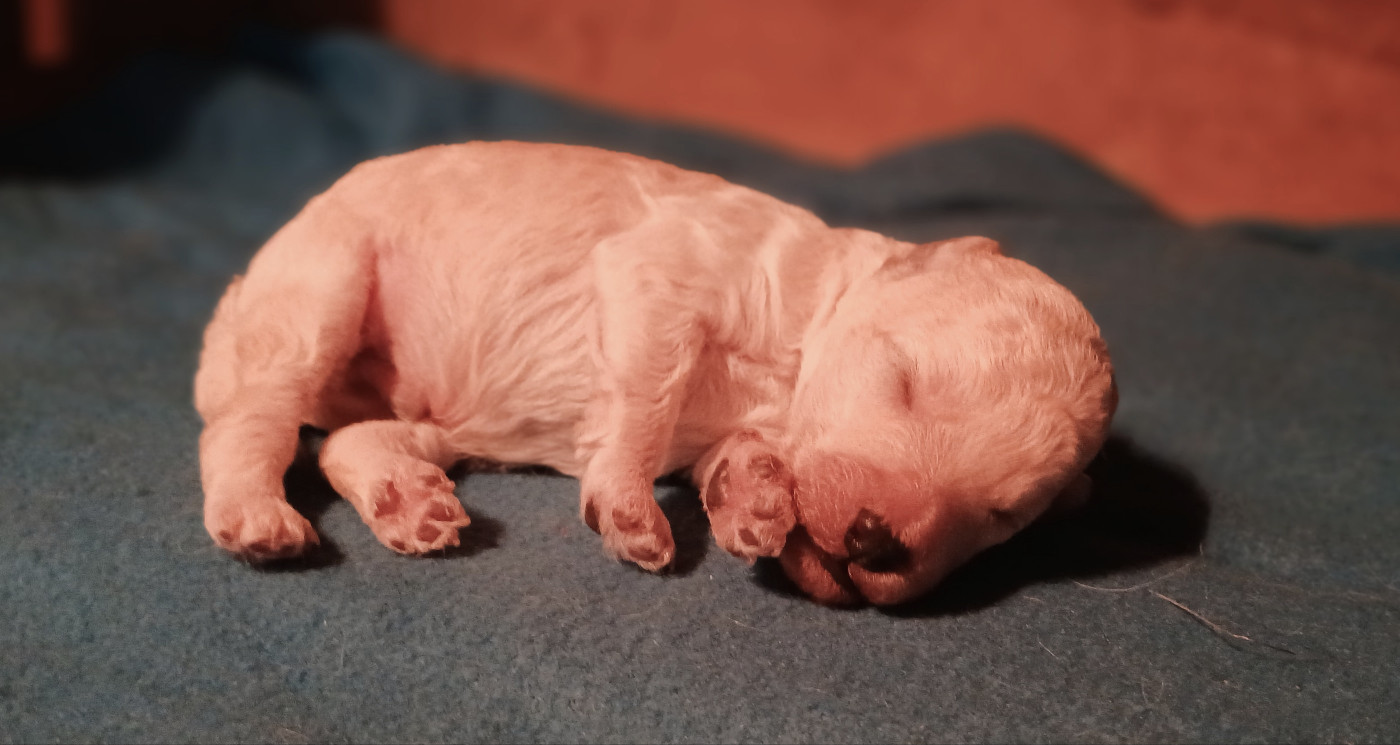 Du Domaine De Felis Harmonie - Chiots disponibles - Caniche