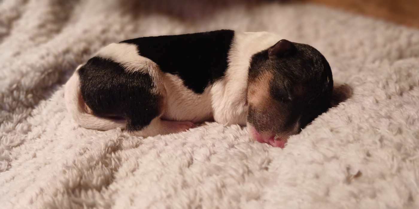 Du Domaine De Felis Harmonie - Chiots disponibles - Fox Terrier Poil Dur