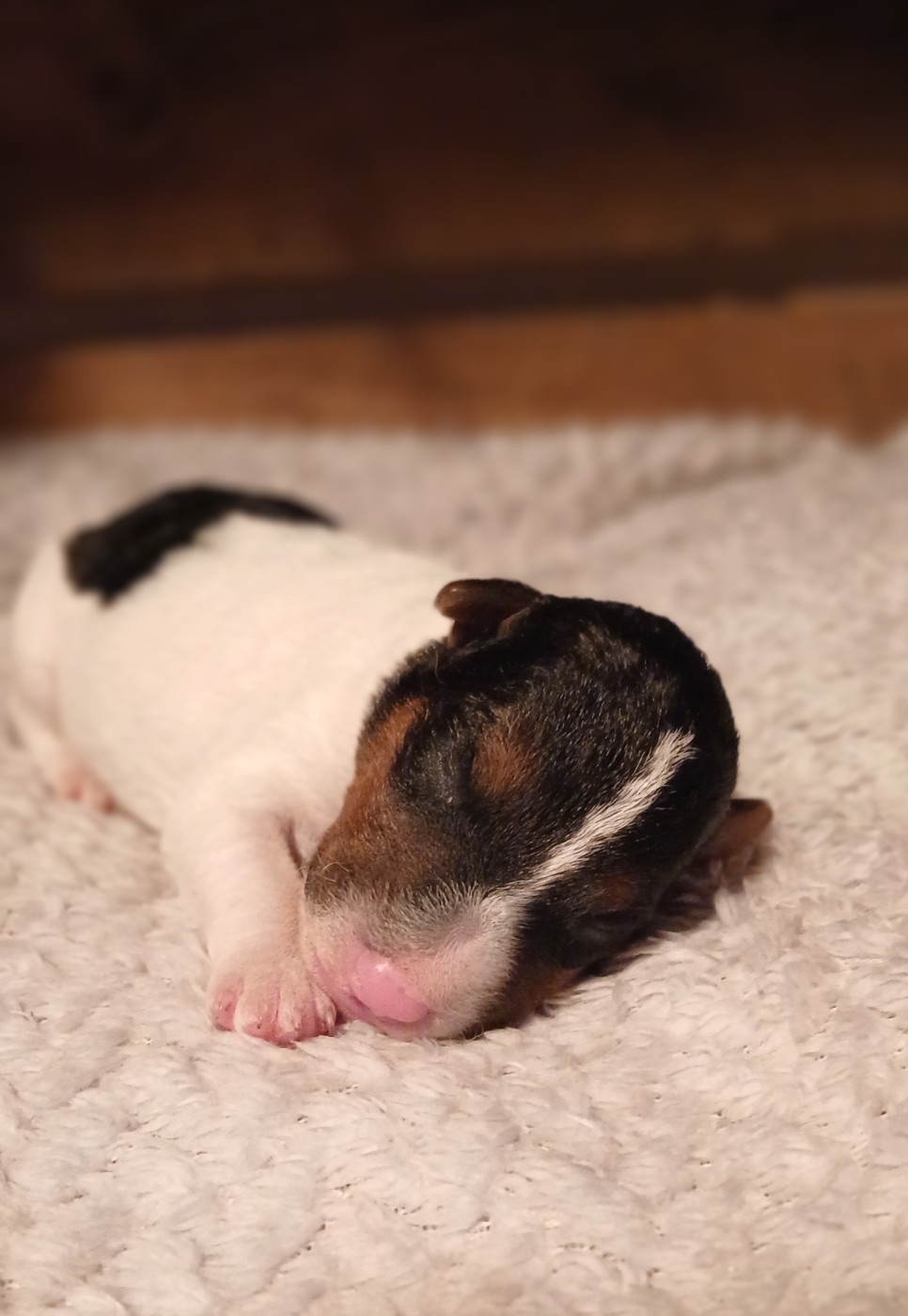 Du Domaine De Felis Harmonie - Chiots disponibles - Fox Terrier Poil Dur