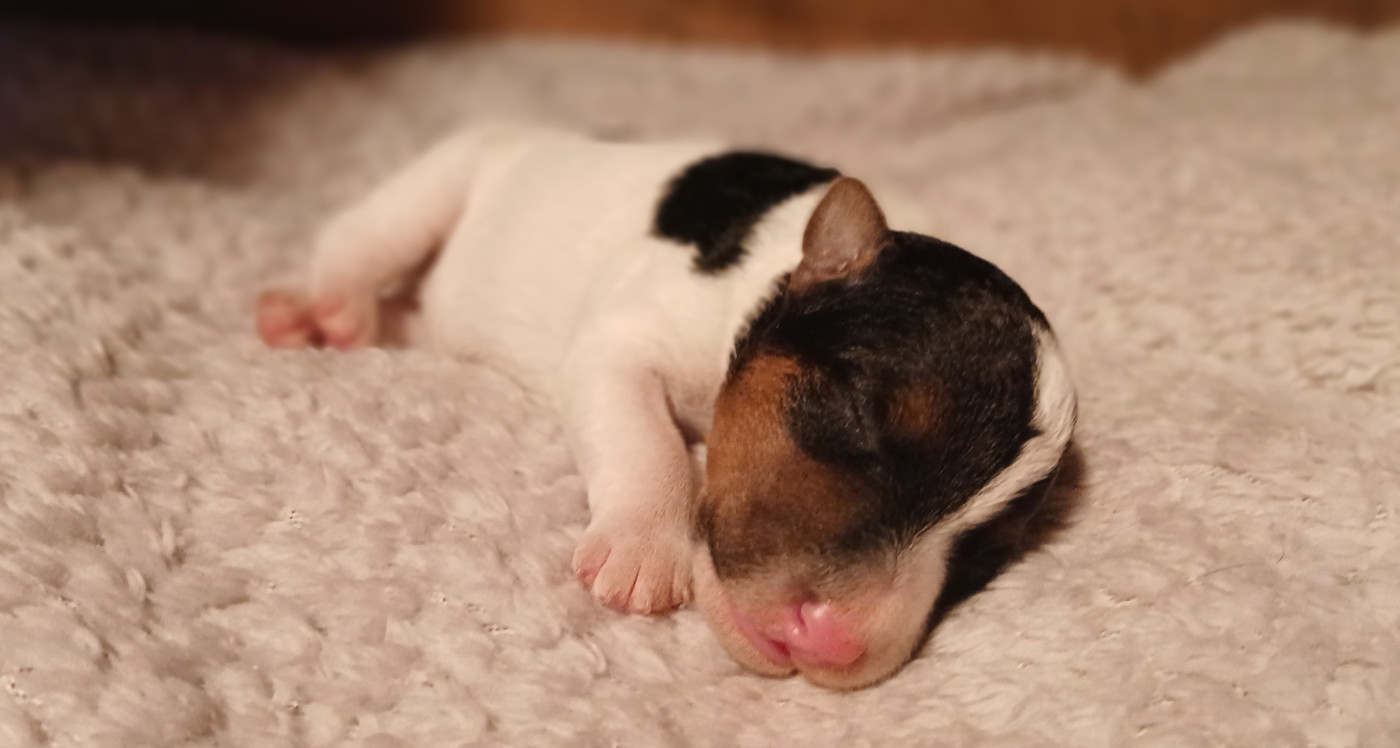 Du Domaine De Felis Harmonie - Chiots disponibles - Fox Terrier Poil Dur