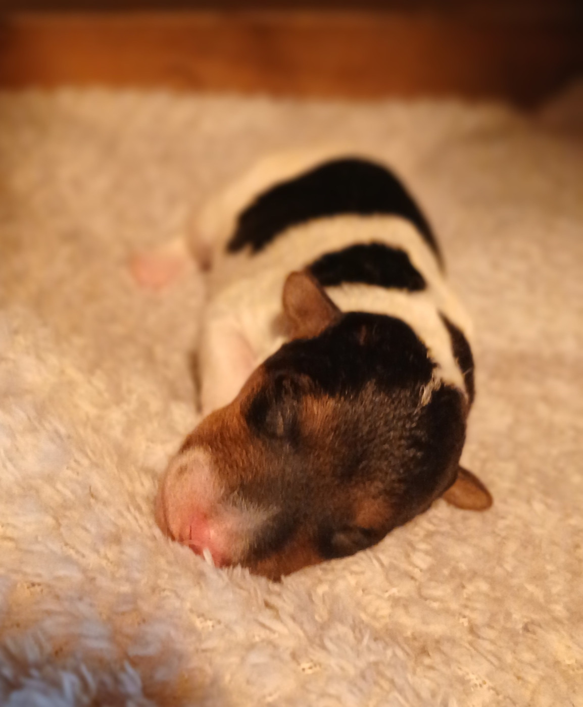 Du Domaine De Felis Harmonie - Chiots disponibles - Fox Terrier Poil Dur