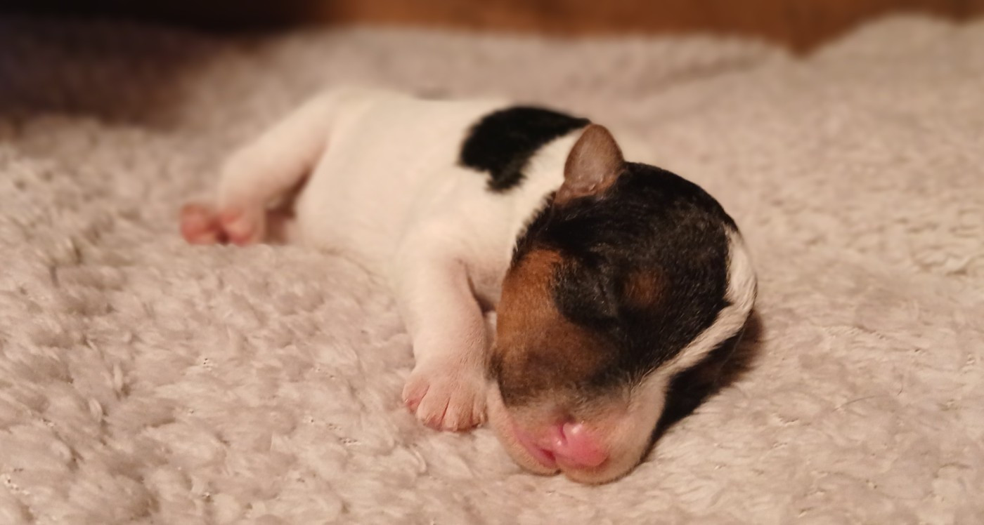 Du Domaine De Felis Harmonie - Chiots disponibles - Fox Terrier Poil Dur