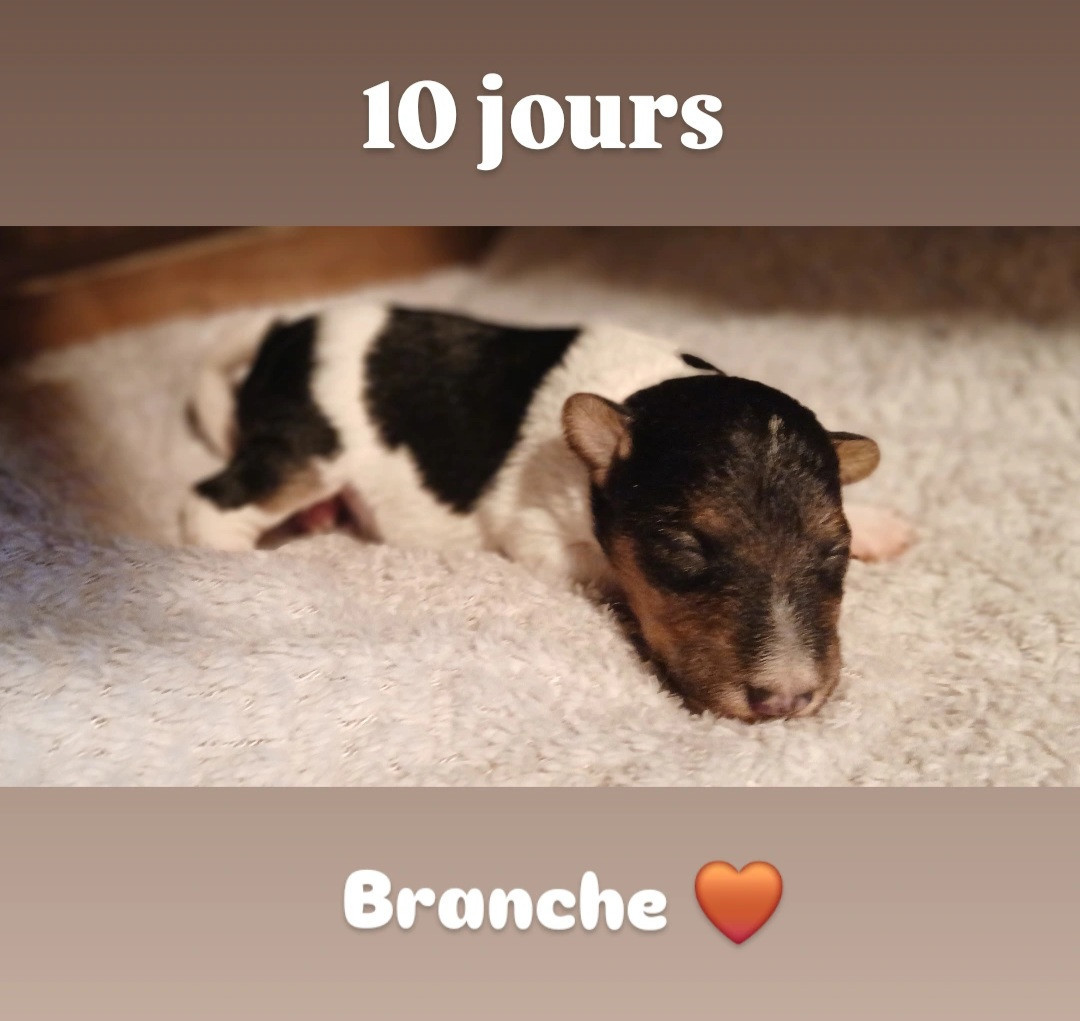Du Domaine De Felis Harmonie - Chiots disponibles - Fox Terrier Poil Dur