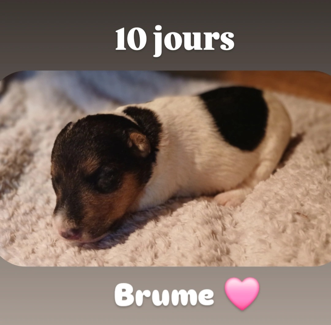Du Domaine De Felis Harmonie - Chiots disponibles - Fox Terrier Poil Dur