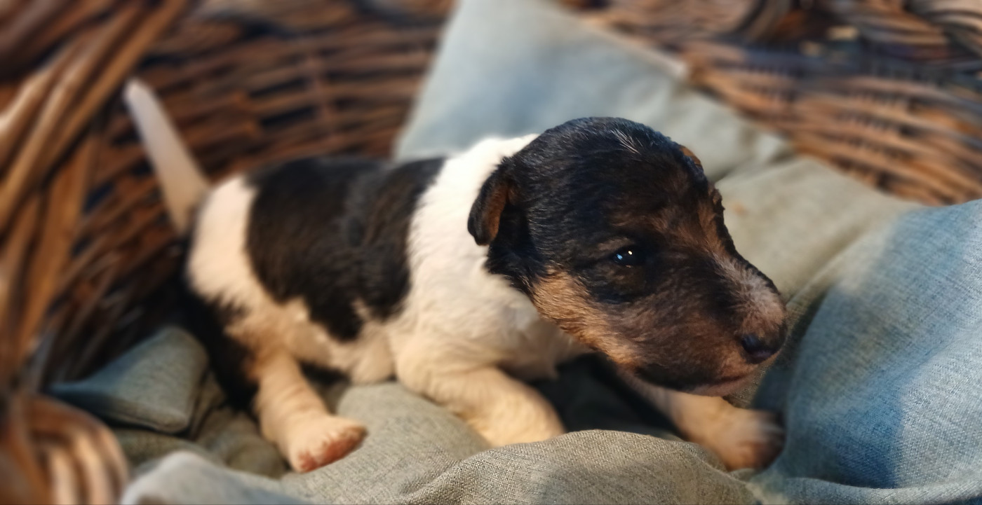 Du Domaine De Felis Harmonie - Chiots disponibles - Fox Terrier Poil Dur