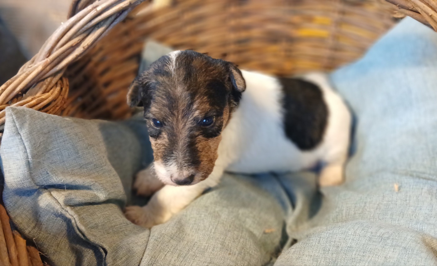 Du Domaine De Felis Harmonie - Chiots disponibles - Fox Terrier Poil Dur