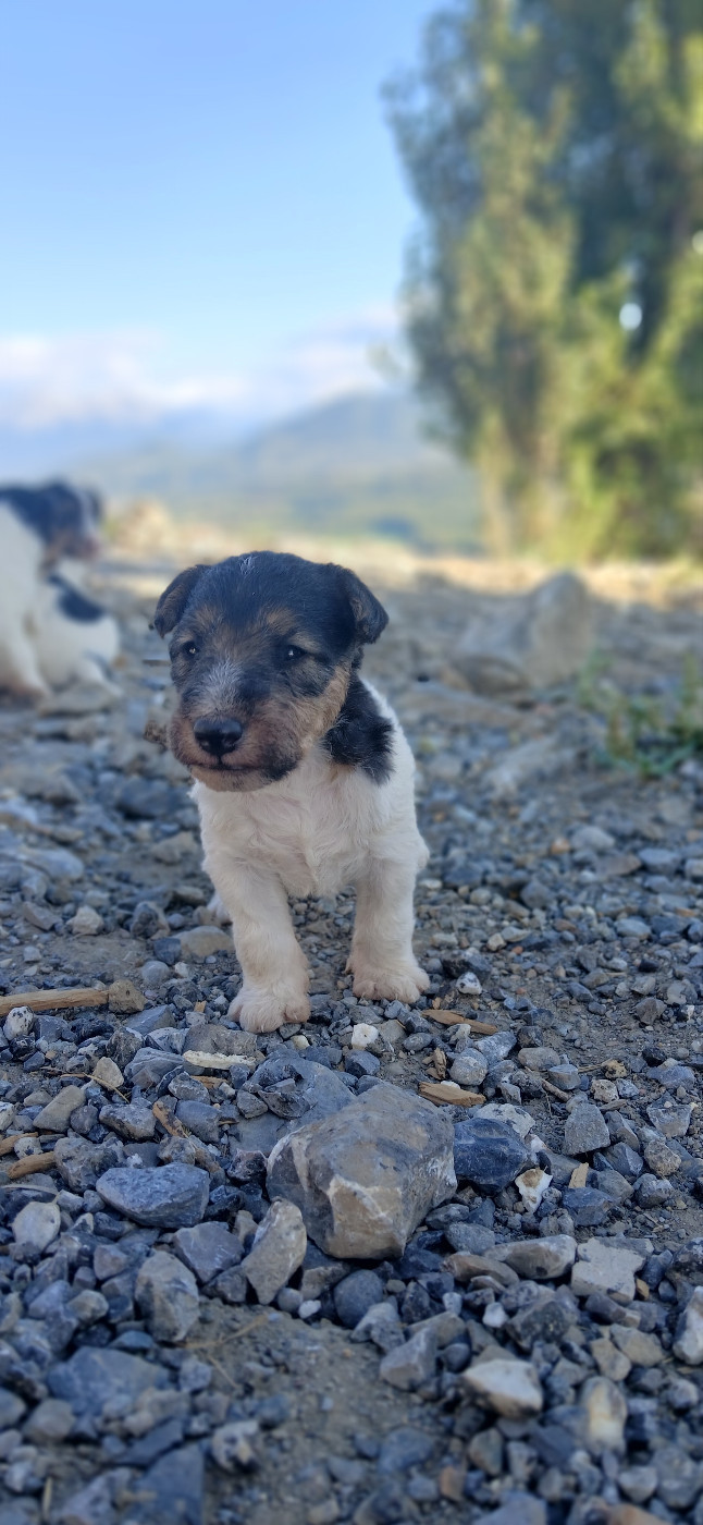 Du Domaine De Felis Harmonie - Chiots disponibles - Fox Terrier Poil Dur