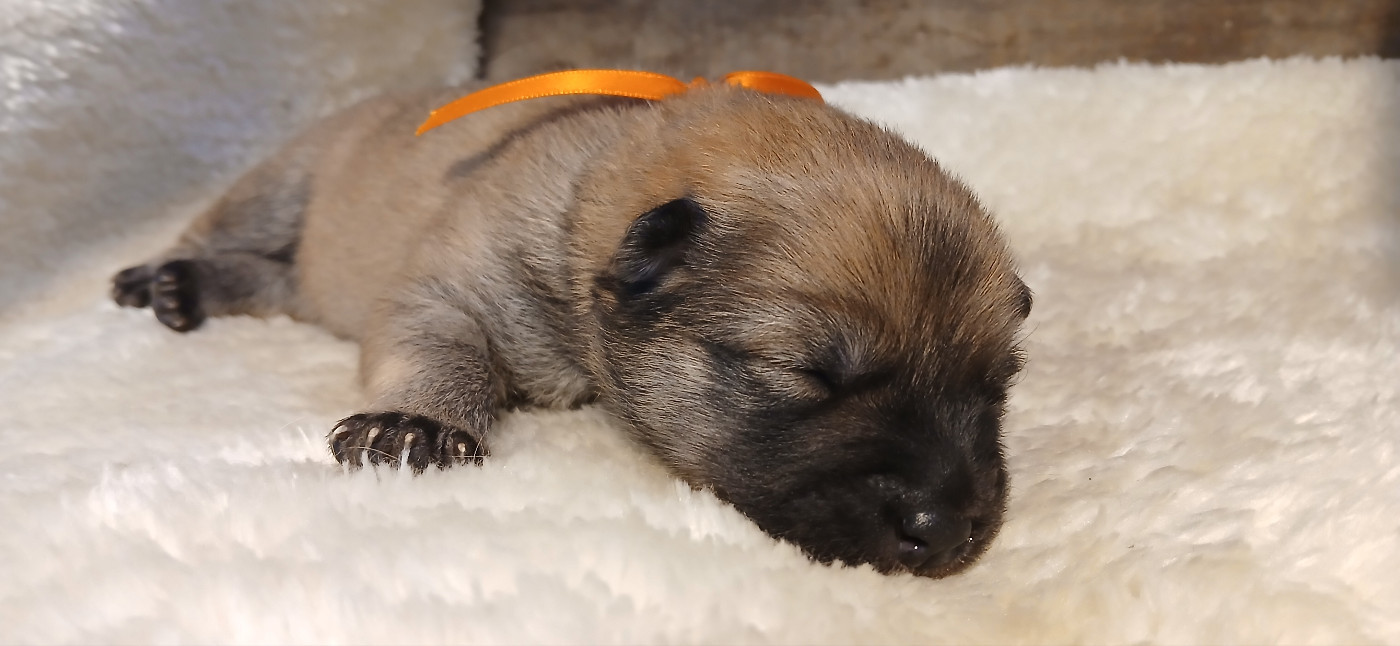 Du Domaine De Felis Harmonie - Chiots disponibles - Eurasier