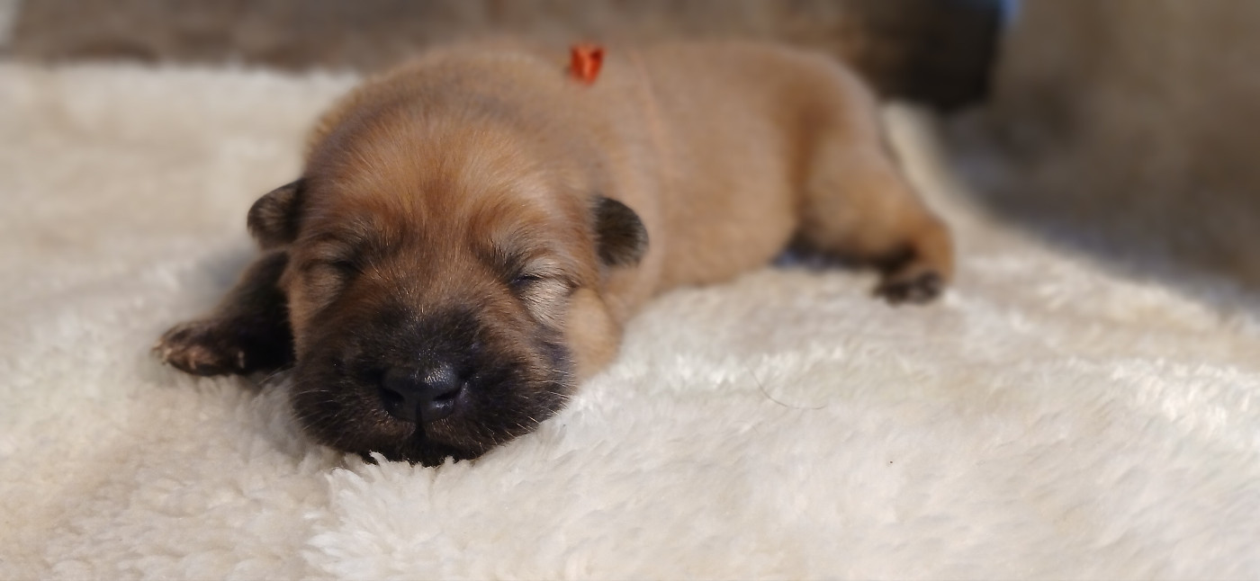 Du Domaine De Felis Harmonie - Chiots disponibles - Eurasier