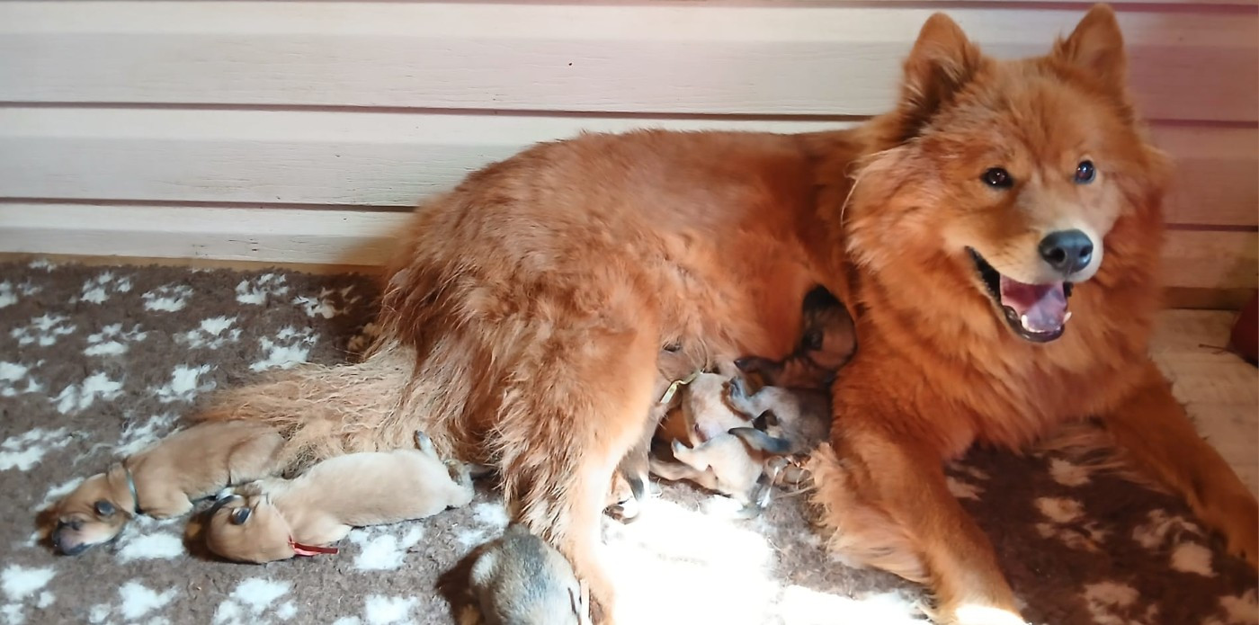 Chiot Eurasier Du Domaine De Felis Harmonie