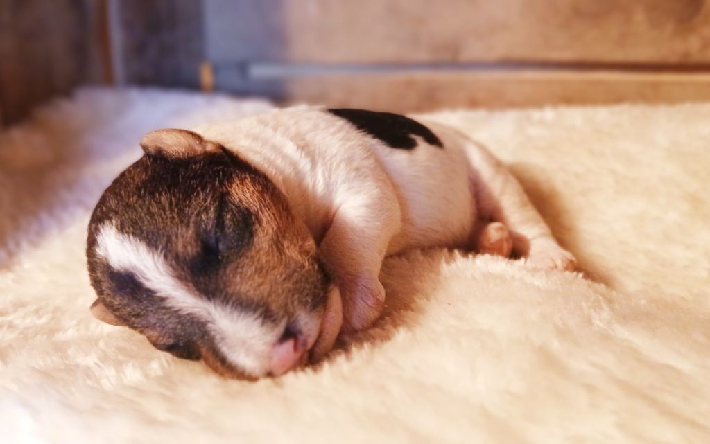 Du Domaine De Felis Harmonie - Chiots disponibles - Fox Terrier Poil Dur