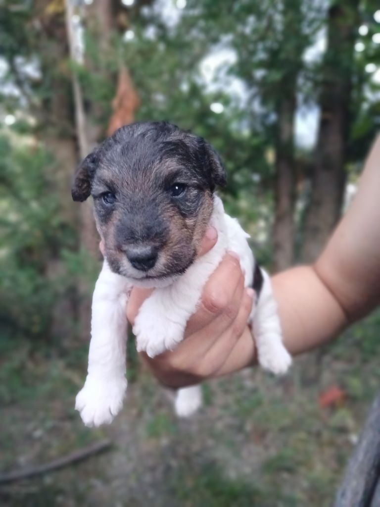 Du Domaine De Felis Harmonie - Chiots disponibles - Fox Terrier Poil Dur
