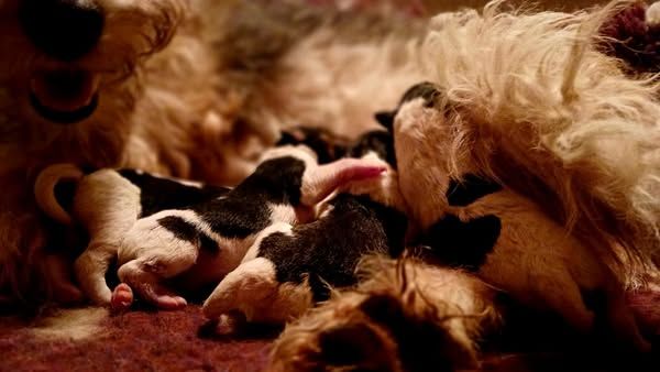 Chiot Fox Terrier Poil Dur Du Domaine De Felis Harmonie