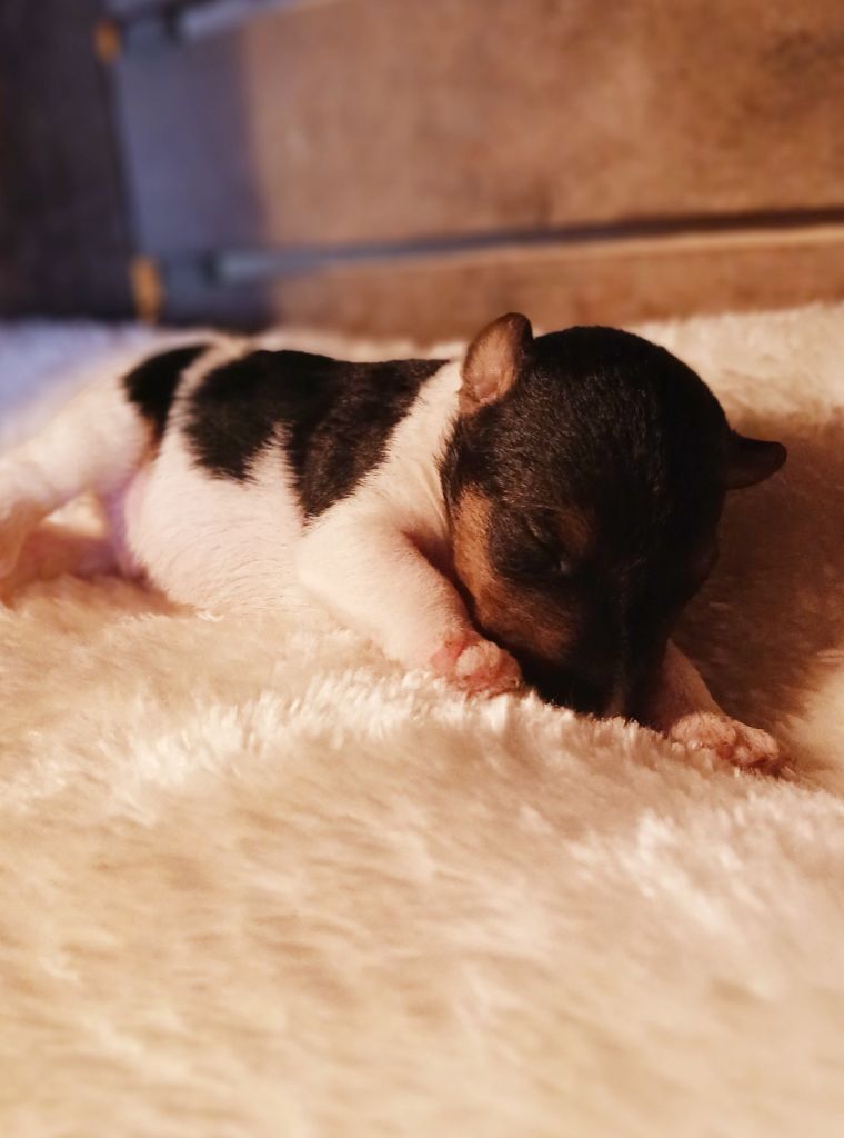 Du Domaine De Felis Harmonie - Chiots disponibles - Fox Terrier Poil Dur