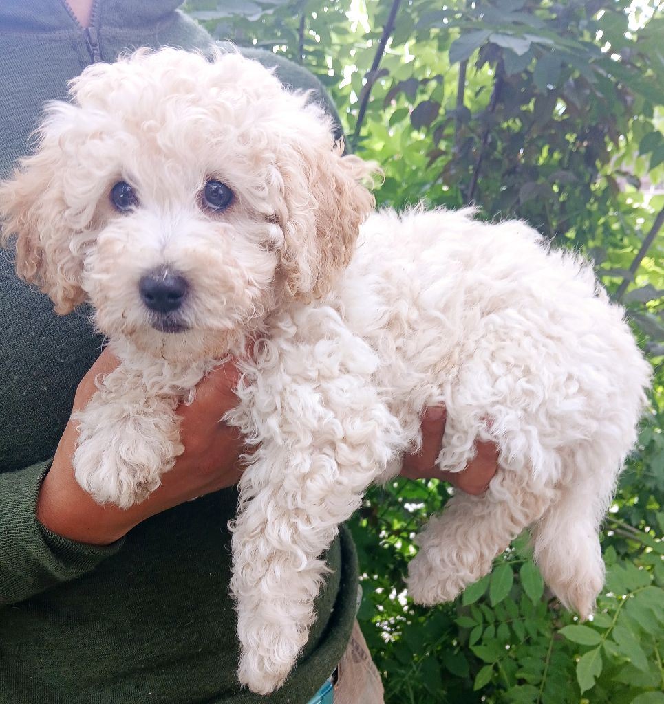 Du Domaine De Felis Harmonie - Chiots disponibles - Caniche