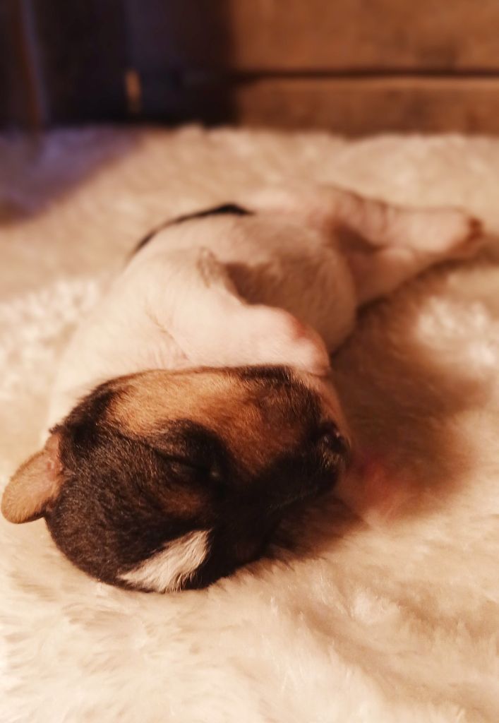 Du Domaine De Felis Harmonie - Chiots disponibles - Fox Terrier Poil Dur