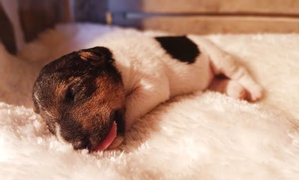 Du Domaine De Felis Harmonie - Chiots disponibles - Fox Terrier Poil Dur