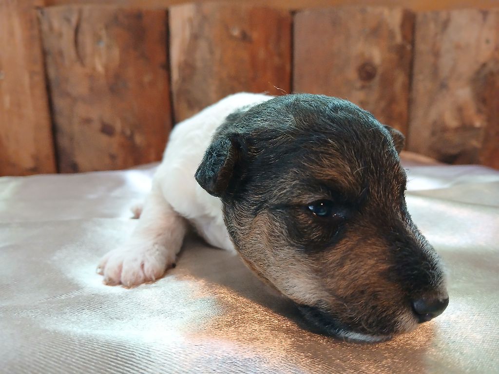 Du Domaine De Felis Harmonie - Chiots disponibles - Fox Terrier Poil Dur