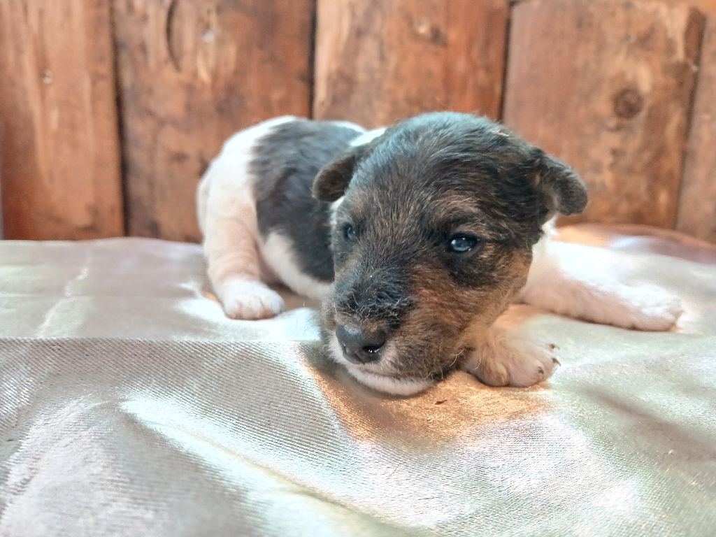 Du Domaine De Felis Harmonie - Chiots disponibles - Fox Terrier Poil Dur